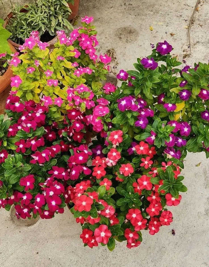 New Guinea Impatiens